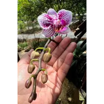 Common Tropical Flower